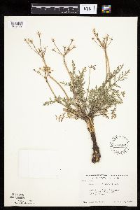 Lomatium orientale image