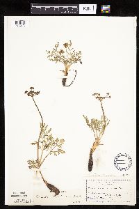 Lomatium orientale image