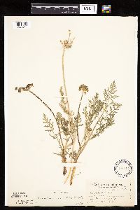 Lomatium orientale image