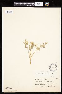 Lomatium orientale image