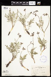 Lomatium orientale image