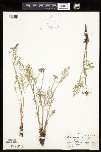 Lomatium orientale image