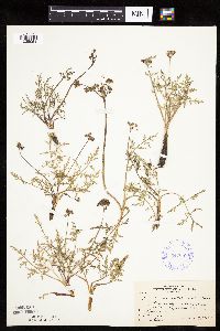 Lomatium orientale image