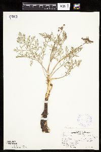 Lomatium orientale image