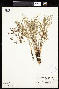 Media resource of Lomatium orientale
