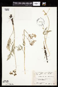 Lomatium orientale image