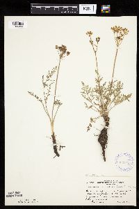 Lomatium orientale image