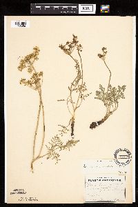 Lomatium orientale image