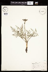 Lomatium orientale image