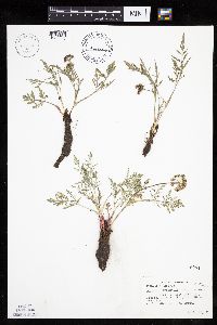 Lomatium orientale image