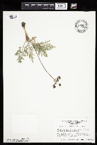 Lomatium orientale image