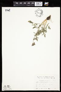 Lomatium orientale image