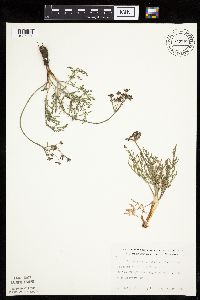 Lomatium orientale image