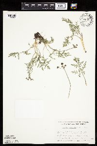 Lomatium orientale image