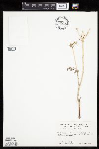 Lomatium orientale image