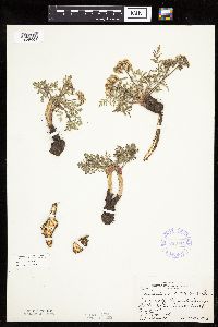 Lomatium orientale image