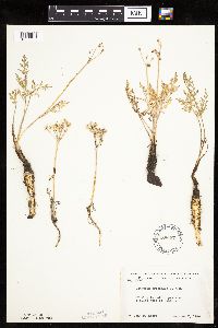 Lomatium orientale image