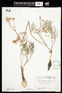 Lomatium orientale image