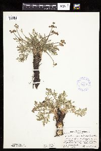 Lomatium orientale image