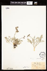 Lomatium orientale image