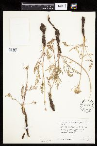 Lomatium orientale image