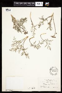 Lomatium orientale image