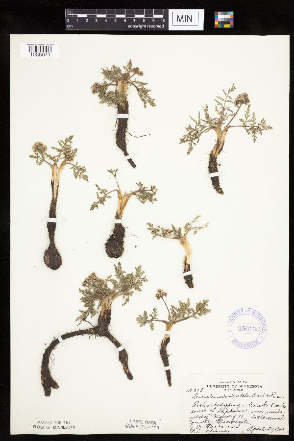 Lomatium orientale image