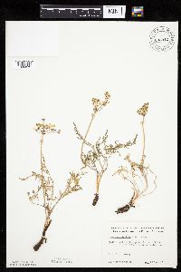 Lomatium orientale image