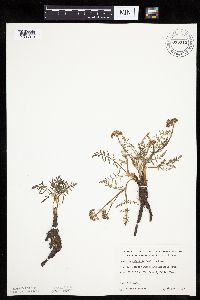 Lomatium orientale image