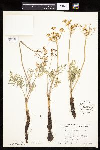Lomatium orientale image