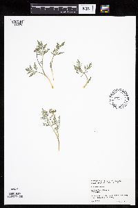 Lomatium orientale image