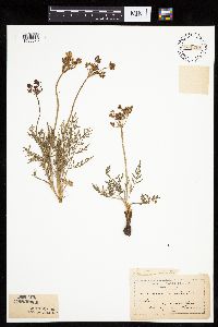 Lomatium orientale image