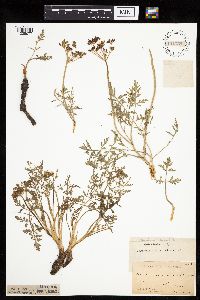 Lomatium orientale image