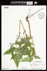 Thumbnail image of current specimen