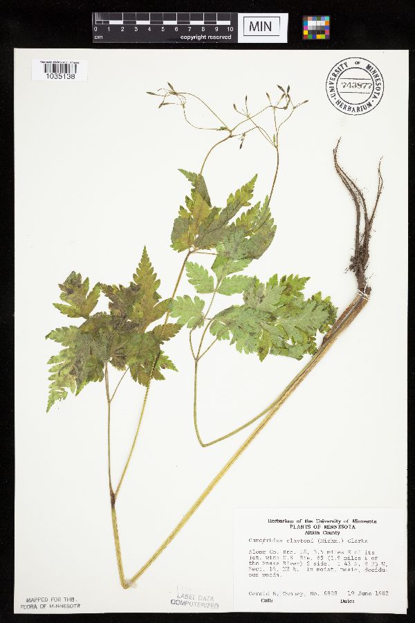 Osmorhiza image