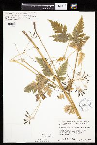 thumbnail image of current specimen