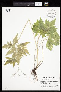 thumbnail image of current specimen