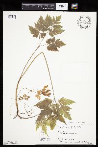 thumbnail image of current specimen