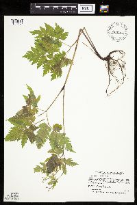 thumbnail image of current specimen