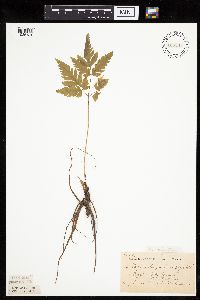 thumbnail image of current specimen