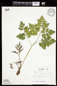 thumbnail image of current specimen
