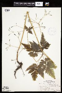 thumbnail image of current specimen