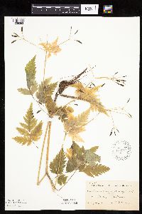 Thumbnail image of current specimen