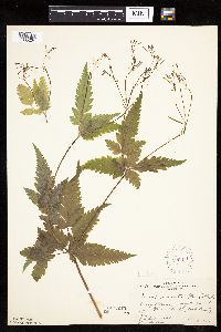 thumbnail image of current specimen