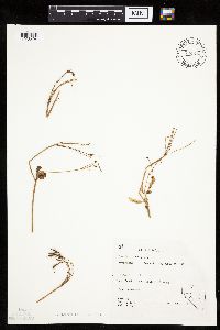 Image of Osmorhiza occidentalis