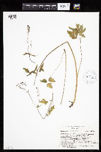 Image of Osmorhiza purpurea