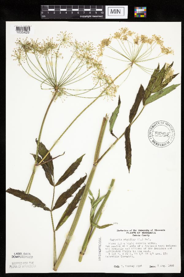 Oxypolis rigidior image