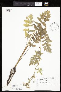 Pastinaca sativa image