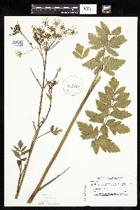 Pastinaca sativa image