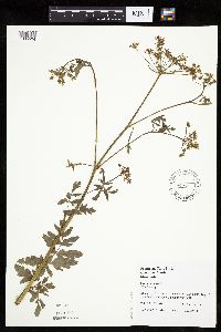 Pastinaca sativa image